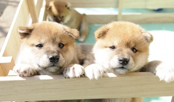 【ぎゅうぎゅう】柴犬の子犬がたくさん！これはたまらないｗｗｗｗ