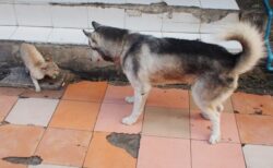 【ハスキーvs猫】絵に描いたような「負け犬の遠吠え」これは笑っちゃうｗ