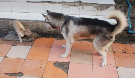 【ハスキーvs猫】絵に描いたような「負け犬の遠吠え」これは笑っちゃうｗ