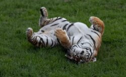 【大きな猫】動物園にこの格好のままずーーーーっと動かないトラがいた！