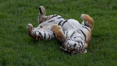 【大きな猫】動物園にこの格好のままずーーーーっと動かないトラがいた！