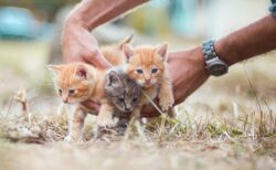 【冬】タイヤの影やエンジンルームで暖を取る猫たち　運転前の確認は必須！