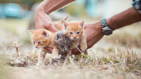 【冬】タイヤの影やエンジンルームで暖を取る猫たち　運転前の確認は必須！