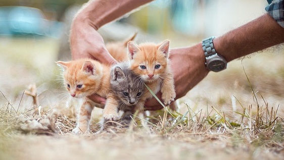 【冬】タイヤの影やエンジンルームで暖を取る猫たち　運転前の確認は必須！