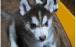 【ころころ】埋もれそうな雪で遊ぶアラスカンマラミュートの子犬！もっふもふｗｗｗｗ