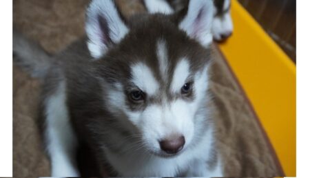 【ころころ】埋もれそうな雪で遊ぶアラスカンマラミュートの子犬！もっふもふｗｗｗｗ