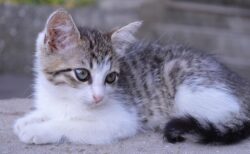 【動画】美人すぎるネコさんにネット騒然