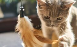 【一人遊び】自分で竿を持って自ら釣られる猫　賢さがすごすぎるｗｗｗｗ