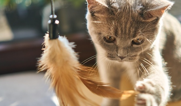 【一人遊び】自分で竿を持って自ら釣られる猫　賢さがすごすぎるｗｗｗｗ