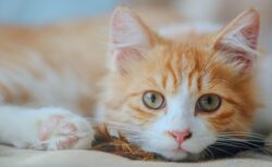 ベッドで寄り添い頭ポンポンしてくれる美人猫ちゃん。嫁か！