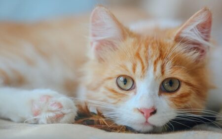 ベッドで寄り添い頭ポンポンしてくれる美人猫ちゃん。嫁か！