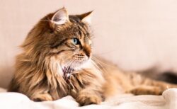 【偉い】「お手」「おかわり」が上手な猫、頭でもできてしまうｗｗｗｗ