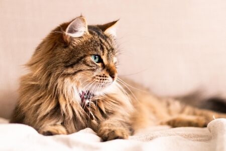 【偉い】「お手」「おかわり」が上手な猫、頭でもできてしまうｗｗｗｗ