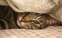 【動画】めちゃ美人な猫の横顔が話題「めちゃくちゃカワイイ！」