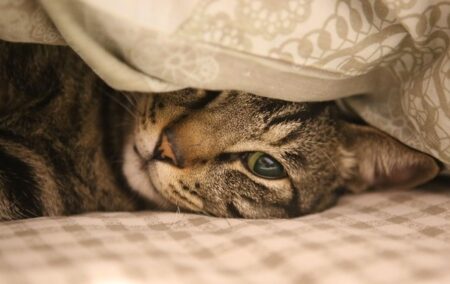 【動画】めちゃ美人な猫の横顔が話題「めちゃくちゃカワイイ！」