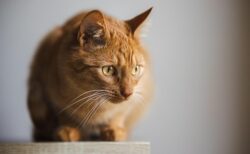 【ビクビク】プリンターに興味津々な猫、おっかなびっくりな動きが可愛いｗｗｗｗ