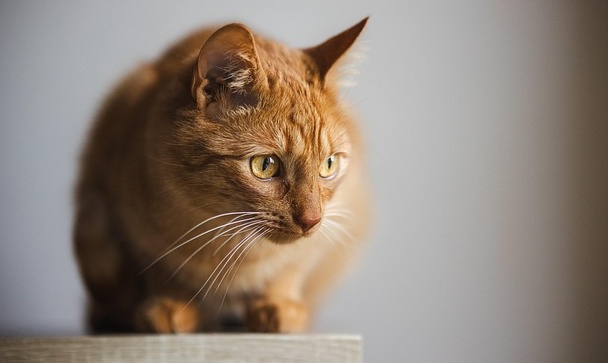 【ビクビク】プリンターに興味津々な猫、おっかなびっくりな動きが可愛いｗｗｗｗ