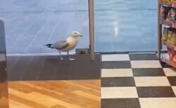 【事件】カモメが強盗する一部始終が撮影される！非常に大胆であるｗｗｗｗ