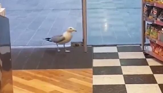 【事件】カモメが強盗する一部始終が撮影される！非常に大胆であるｗｗｗｗ