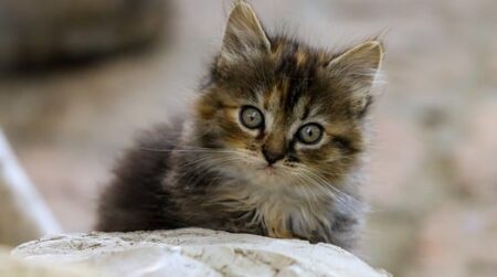 【ﾐｬｰ】近寄ってきて話しかけてくる猫がたまらん！