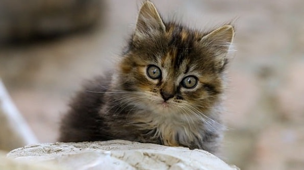 【ﾐｬｰ】近寄ってきて話しかけてくる猫がたまらん！