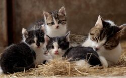 【ｗ】母猫、子猫の様子を覗きに来たキツネを撃退！超撃退！！！