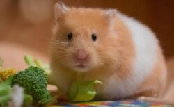 【ぽと】嫌いなおやつを間違えて受け取ってしまったハムスターの行動が可愛い