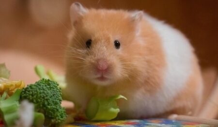 【ぽと】嫌いなおやつを間違えて受け取ってしまったハムスターの行動が可愛い