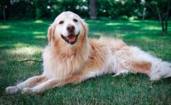 【笑】アイスを舐めていた犬、かぶりつく方が良いと気づいてしまう！