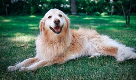 【笑】アイスを舐めていた犬、かぶりつく方が良いと気づいてしまう！