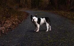 【癒やし】めちゃくちゃ「美声」なワンコが見つかる。アフレコではない！！