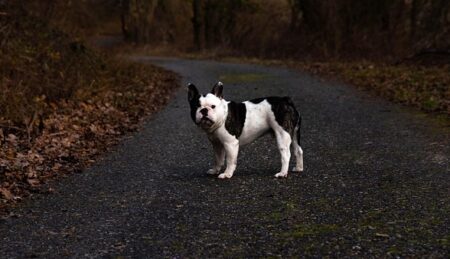 【癒やし】めちゃくちゃ「美声」なワンコが見つかる。アフレコではない！！