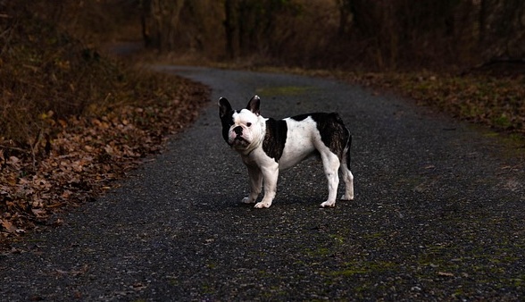【癒やし】めちゃくちゃ「美声」なワンコが見つかる。アフレコではない!!