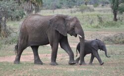 【平和】母ゾウ、のどが渇いた子ゾウに水をくれた人へ感謝する