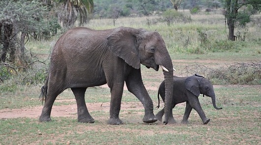 【平和】母ゾウ、のどが渇いた子ゾウに水をくれた人へ感謝する