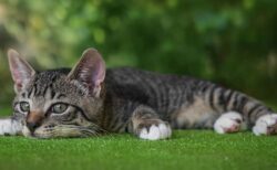 【にゃー】修繕後の橋、すみっこに可愛らしい足跡がｗｗｗｗ