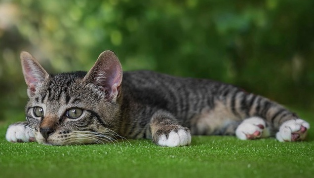 【にゃー】修繕後の橋、すみっこに可愛らしい足跡がｗｗｗｗ