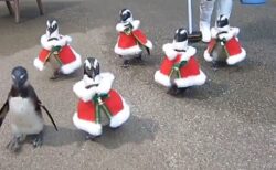 【ﾁﾘﾝﾁﾘﾝ】鈴を鳴らしながら歩くペンギンサンタ群団が可愛すぎる　歩き方も最高ｗ