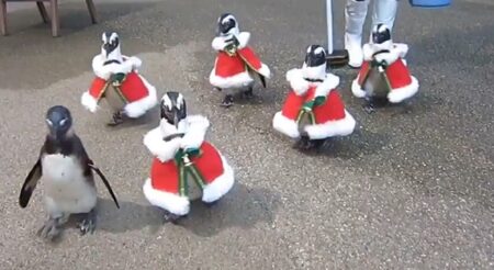 【ﾁﾘﾝﾁﾘﾝ】鈴を鳴らしながら歩くペンギンサンタ群団が可愛すぎる　歩き方も最高ｗ