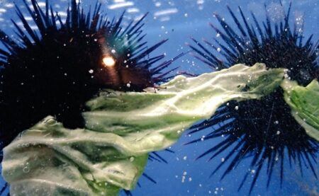 【！】ウニがキャベツを取り合ってる姿、めちゃくちゃ可愛いｗｗｗｗ