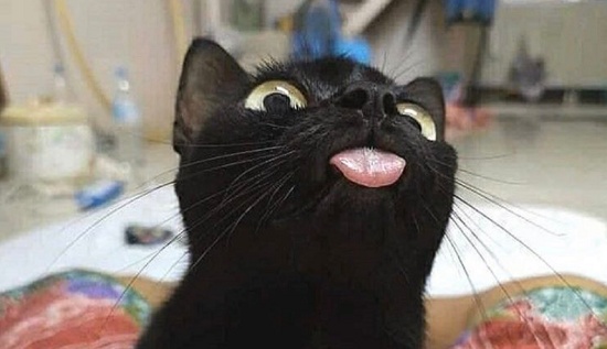 【え!】アニメの世界に居そうな黒猫が話題にw