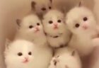 【子猫】可愛いがたくさん詰まった「バケツ」が最高すぎる！