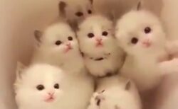 【子猫】可愛いがたくさん詰まった「バケツ」が最高すぎる！