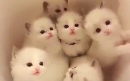 【子猫】可愛いがたくさん詰まった「バケツ」が最高すぎる！