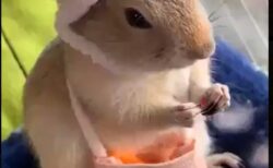 【えｗ】カバンから人参を取り出して食べるプレーリードッグが可愛すぎる！