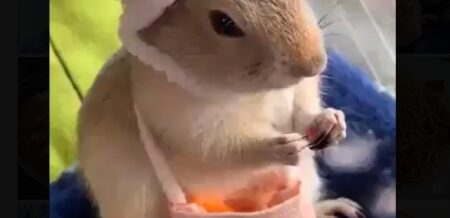 【えｗ】カバンから人参を取り出して食べるプレーリードッグが可愛すぎる！