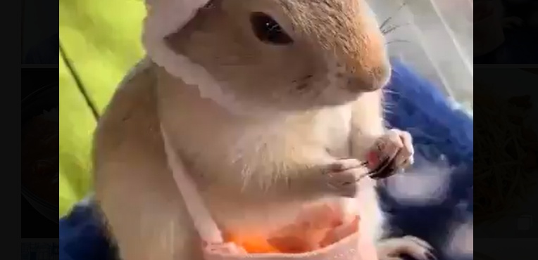 【えｗ】カバンから人参を取り出して食べるプレーリードッグが可愛すぎる！