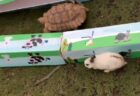 【ｗ】うさぎとカメのレースが実際に行われ、その経過と結果が大反響