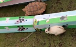 【ｗ】うさぎとカメのレースが実際に行われ、その経過と結果が大反響