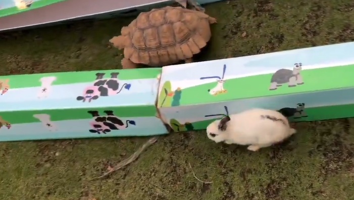 【ｗ】うさぎとカメのレースが実際に行われ、その経過と結果が大反響